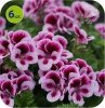Pelargonia angielska purple stripe